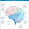 Apakah kesan dan simptom ketumbuhan otak meningioma bahagian depan / frontal?