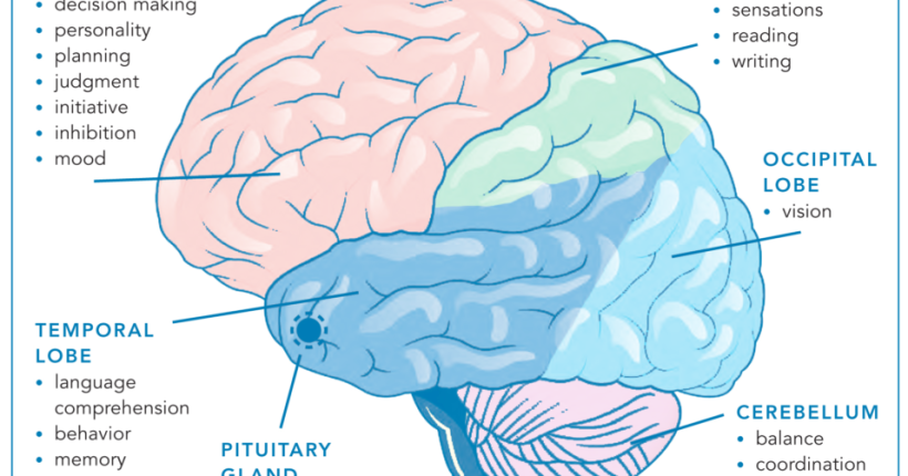 fungsi otak mengikut lokasi dan tempatnya - frontal - occipital - temporal - persoalan my