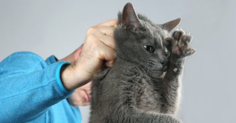 Adakah Boleh Kita Memegang Kucing Dewasa Dengan Mencubit Pada Bahagian Tengkuknya Sahaja