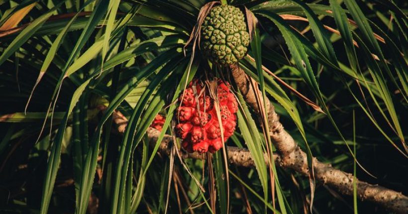 Adakah Buah Pandan Laut Boleh Di Makan