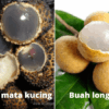 Ada Beza ke Buah Mata Kucing Dan Longan?