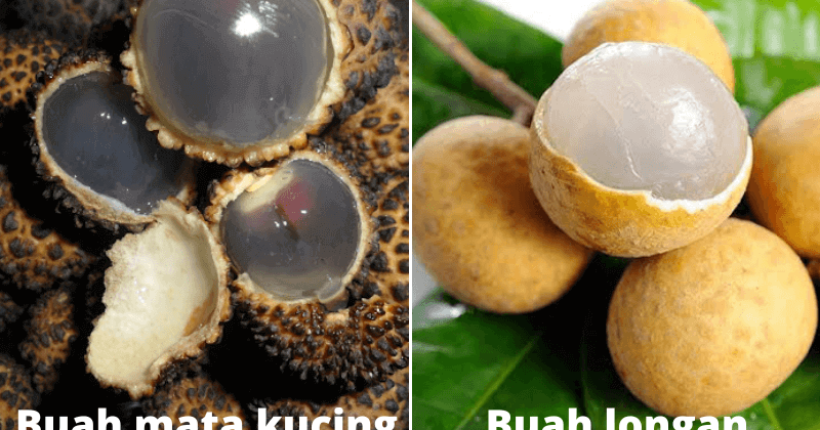 Ada Beza Ke Buah Mata Kucing Dan Longan