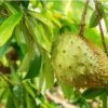 Adakah Buah Durian Belanda Bagus Untuk Rawatan Cancer?