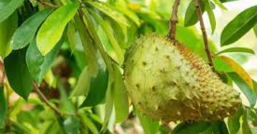 Adakah Buah Durian Belanda Bagus Untuk Rawatan Cancer