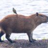 Adakah Capybara itu Babi Air?