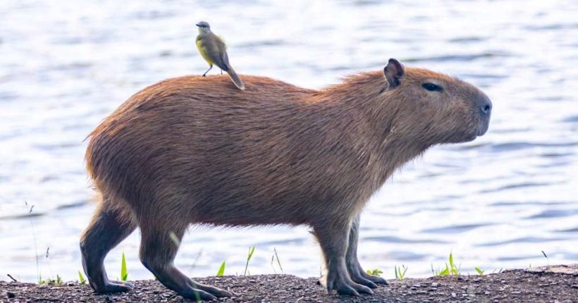 Adakah Capybara itu Babi Air
