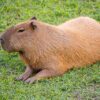 Apakah Itu Capybara/ Babi Air?