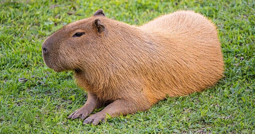 Apakah Itu Capybara Babi Air