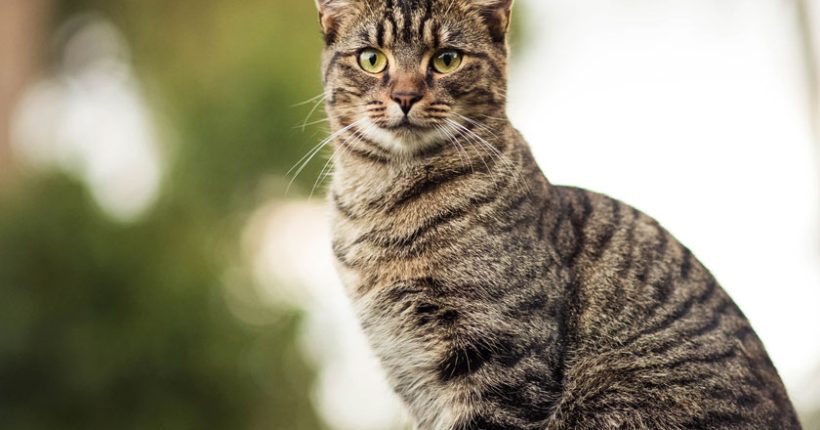 Adakah Benar Kucing Mempunyai Nyawa