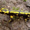 Adakah Salamander Beracun?