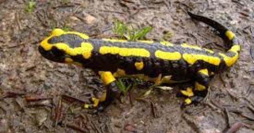 Adakah Salamander Beracun