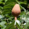 Apakah Khasiat Buah Pokok Tunjuk Langit?