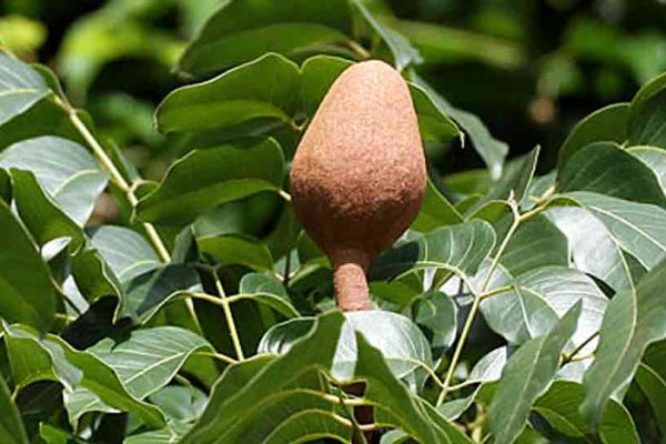 Apakah Khasiat Buah Pokok  Tunjuk Langit