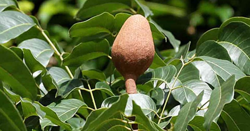 Apakah Khasiat Buah Pokok  Tunjuk Langit